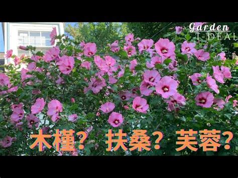 芙蓉 風水|【芙蓉風水】芙蓉花的風水秘訣：破解家居運勢的迷思 – 每日新聞。